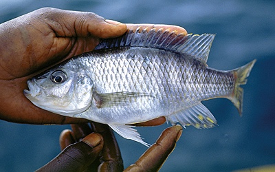 'Hemitaeniochromis' sp. 'spilopterus jalo' Jalo Reef